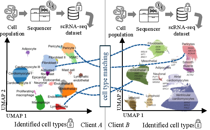 Two clients A and B each hold scRNA-seq datasets visualised as UMAP scatter plots with distinct cell-type clusters; arrows between them indicate a desired cluster-to-cluster comparison that should not expose raw data or exclusive clusters.